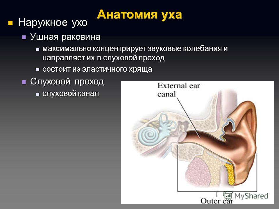 Презентация наружное ухо