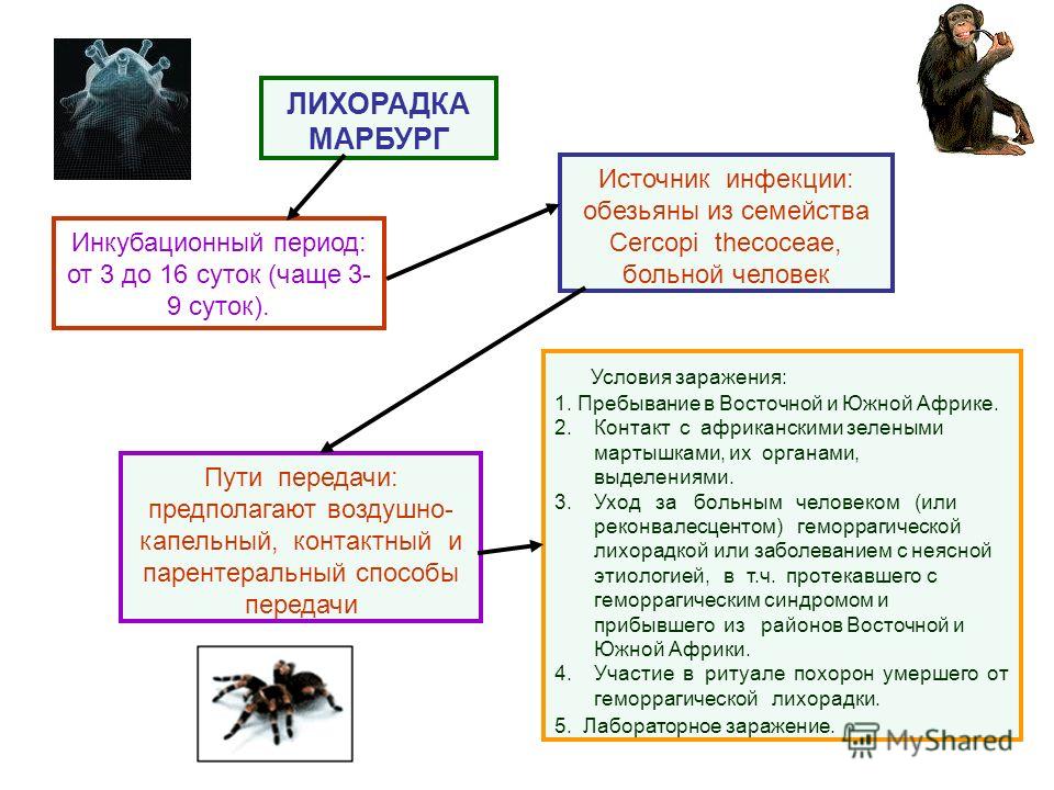 Лихорадка эбола инкубационный период. Вирусные геморрагические лихорадки таблица. Вирус геморрагической лихорадки. Геморрагическая лихорадка инкубационный период. Геморрагическая лихорадка пути передачи.