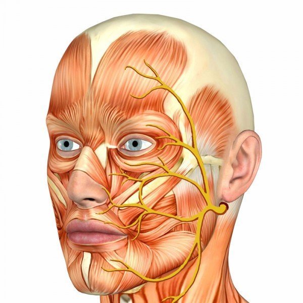 Тройничный нерв лица, схема