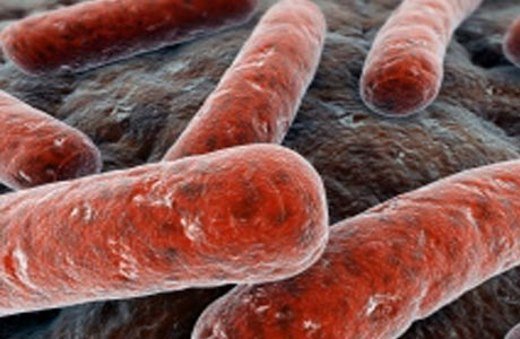 Бактерия Mycobacterium (палочка Коха) – возбудитель туберкулеза