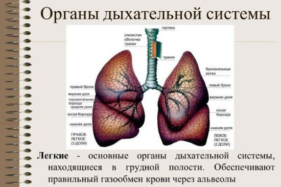 Органы дыхательной системы