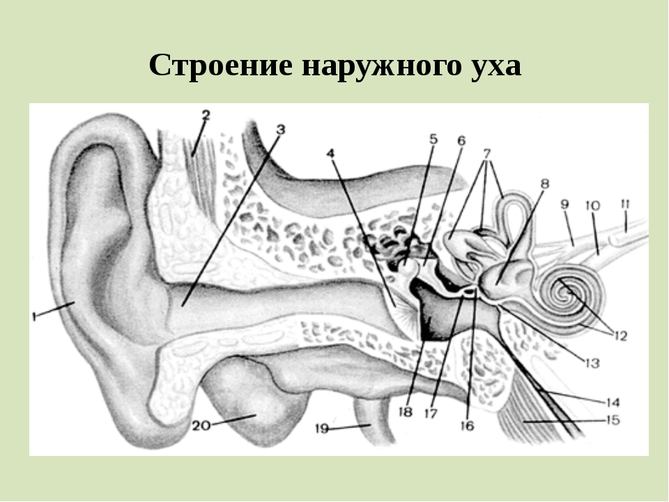 Строение уха. Схема строения уха и вестибулярного аппарата. Строение уха человека. Строение слухового уха. Рис. Строение уха.