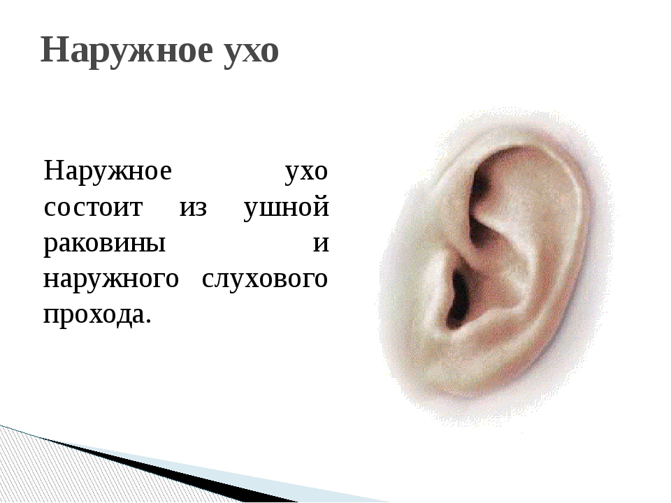 Воздух заполняет наружное ухо. Наружное ухо состоит из. Наружнее ухо состоит из. Из чего состоит наружное ухо.