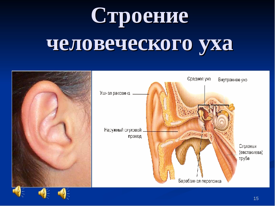 Из каких отделов состоит ухо. Схема внутреннего уха ушной раковины. Строение уха с описанием. Схема устройства человеческого уха. Ушная раковина строение внутри.