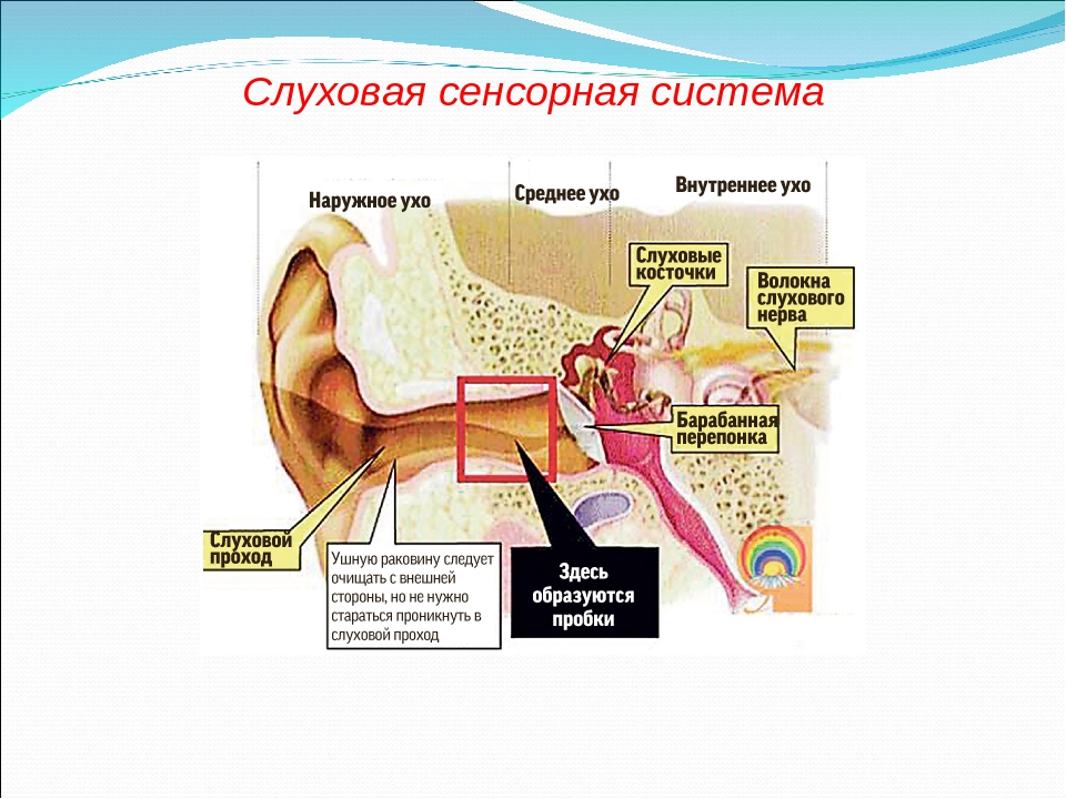 Анатомические отделы слухового анализатора. Строение слуховой сенсорной системы. Строение слуховой сенсорной системы отделы. Сенсорная система человека схема слуховая. Сенсорная система слухового анализатора.