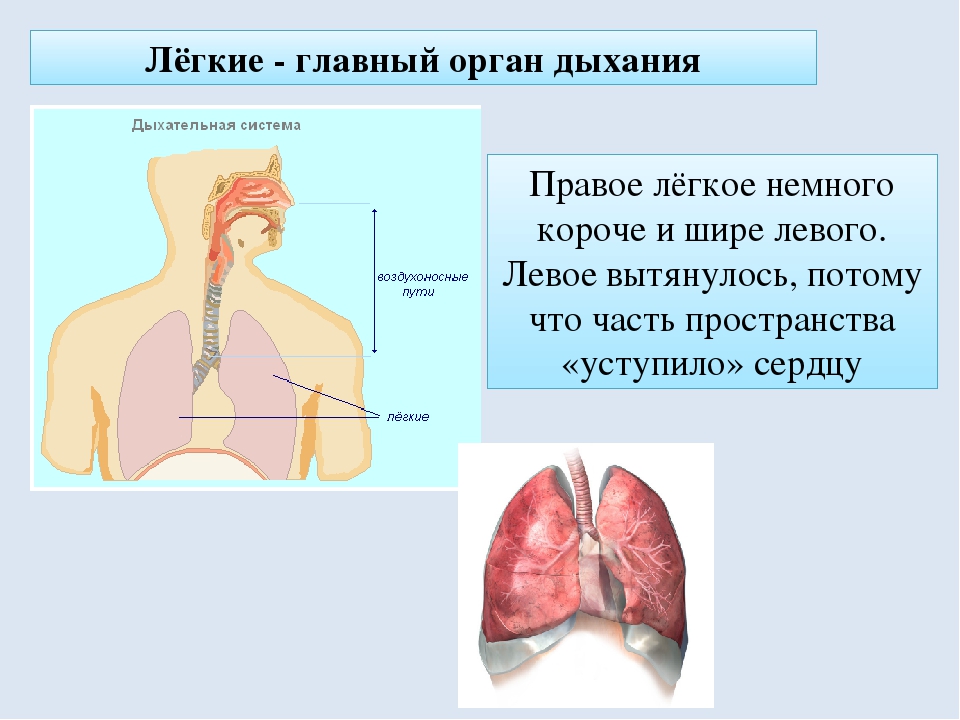 Много информации о легких. Информация о легких. Лёгкие органы дыхания человека. Сообщение о дыхательной системы органов. Дыхательная система человека доклад.