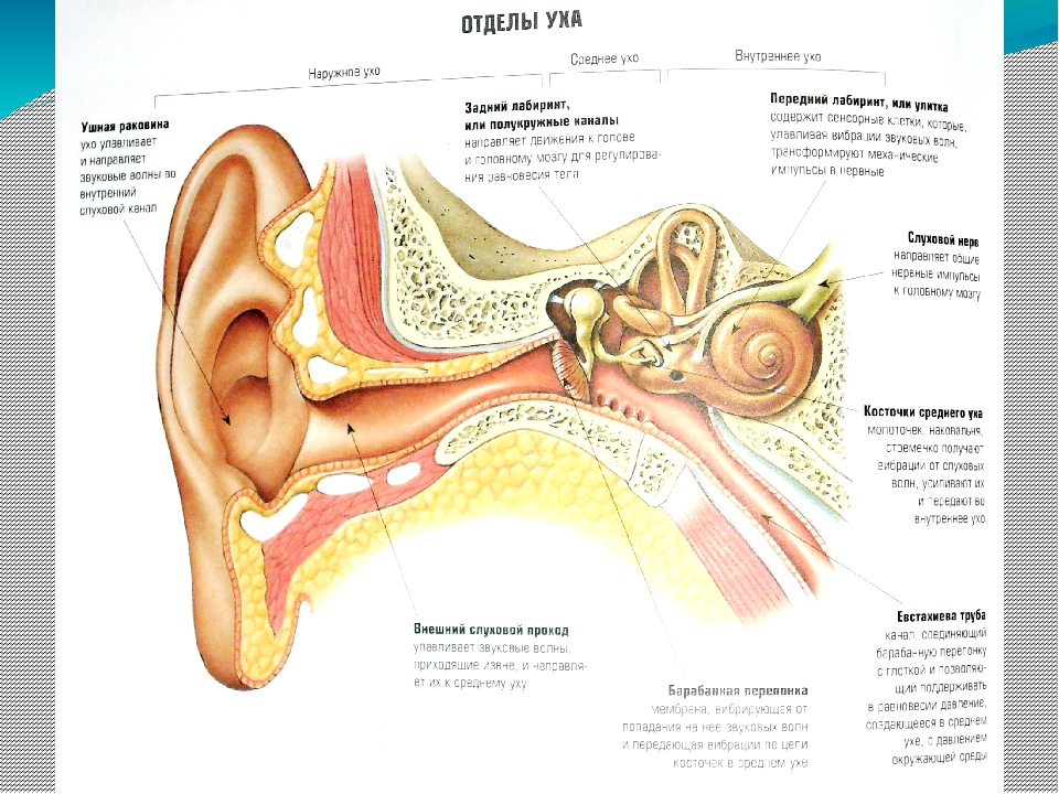 Имеется внутреннее ухо и среднее ухо. Строение уха вид сбоку. Строение уха среднее и внутреннее. Строение среднего и внутреннего уха человека. Ухо строение уха человека и функции.