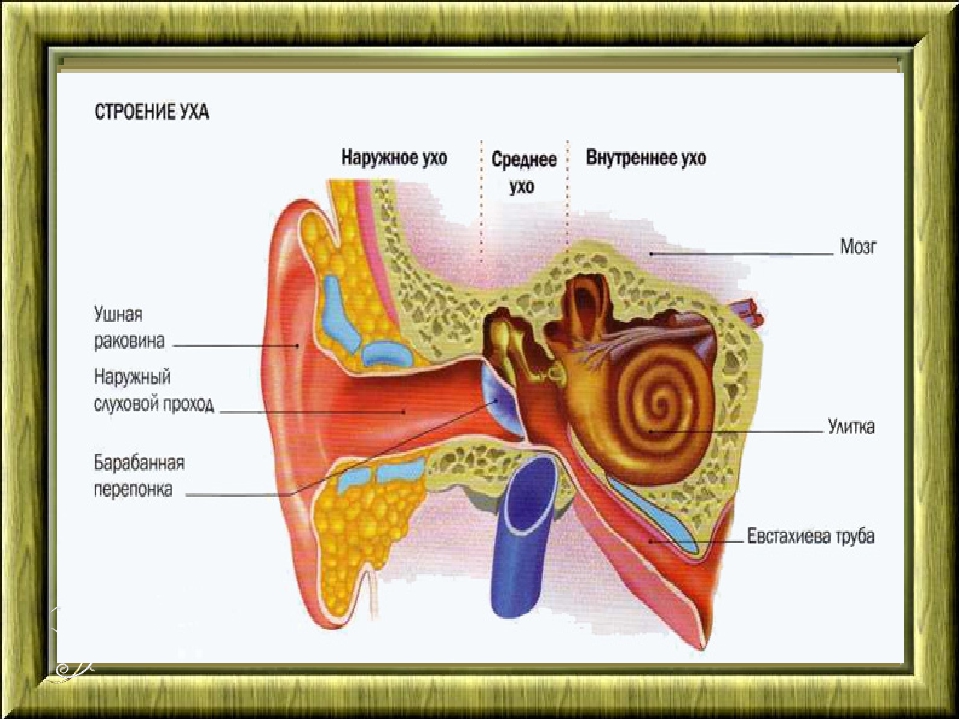 Структура ухи. Строение уха человека анатомия. Барабанная перепонка улитка евстахиева труба ушная раковина. Внутреннее ухо строение биология. Схема строения уха человека биология 8 класс.