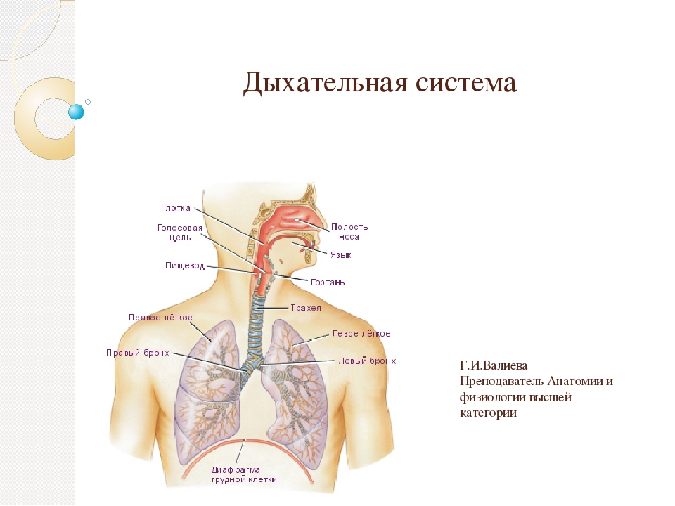 Система 2 4 дыхание. Дыхательная система человека схема 4 класс. Строение дыхательной системы физиология дыхания. Презентация системы органов дыхания анатомия. Дыхательная система анатомия презентация.