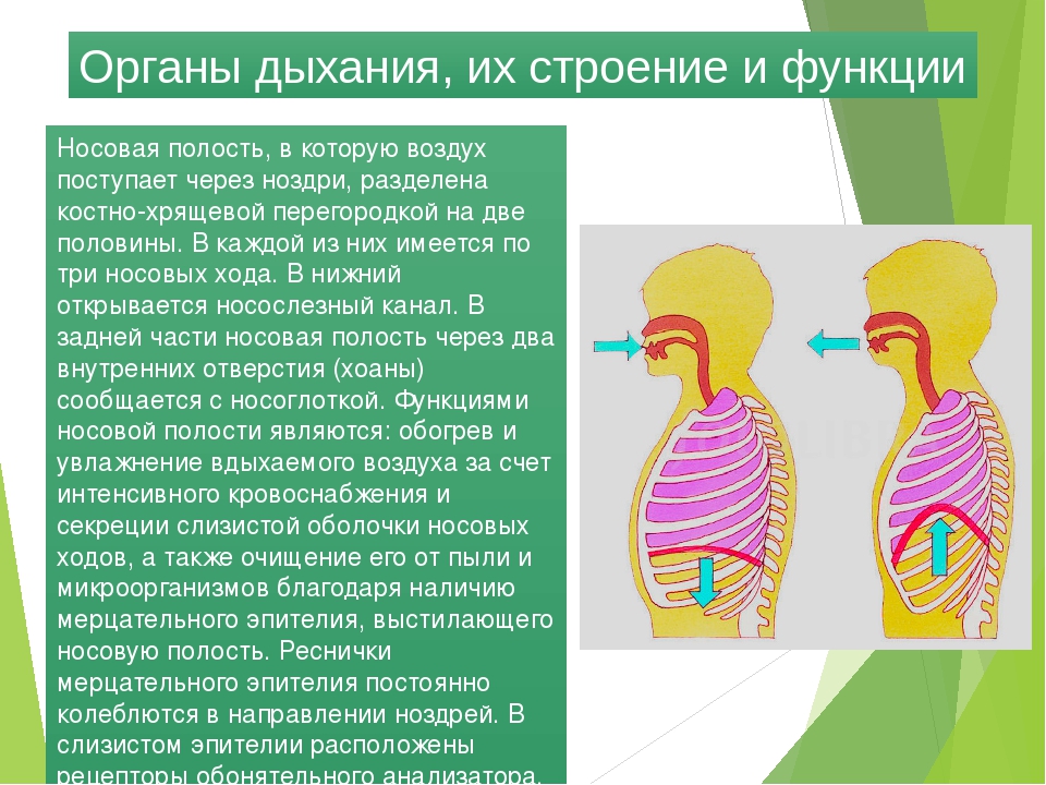 Дыхание это в биологии. Информация о дыхательной системе человека. Сообщение о дыхательной системе. Дыхательная система доклад. Органы дыхания 4 класс.