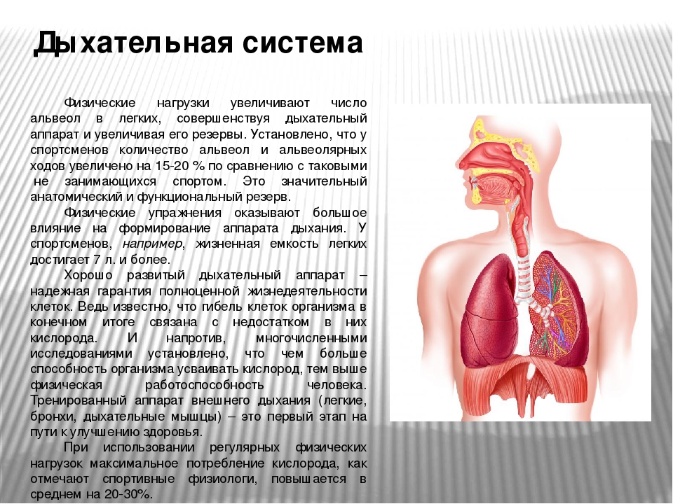 Система дыхания 4 4 4 4. Влияние на дыхательную систему. Влияние физических упражнений на органы дыхания. Влияние спорта на дыхательную систему. Влияние физкультуры на дыхательную систему.