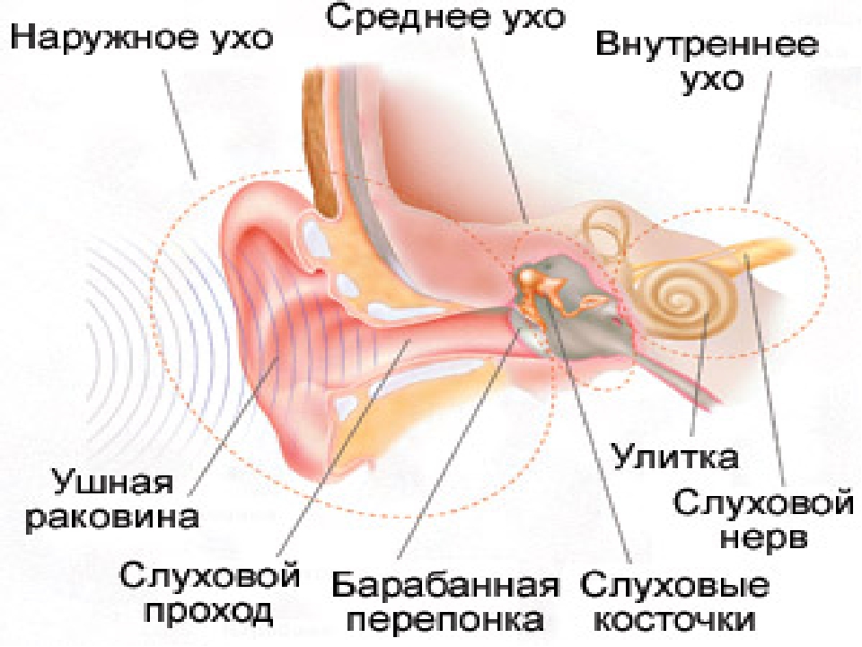 Внутреннее ухо 8. Слуховой анализатор среднее ухо. Строение наружного уха среднего уха и внутреннего уха. Наружное ухо среднее ухо внутреннее ухо. Слуховой анализатор анатомия 8 класс.