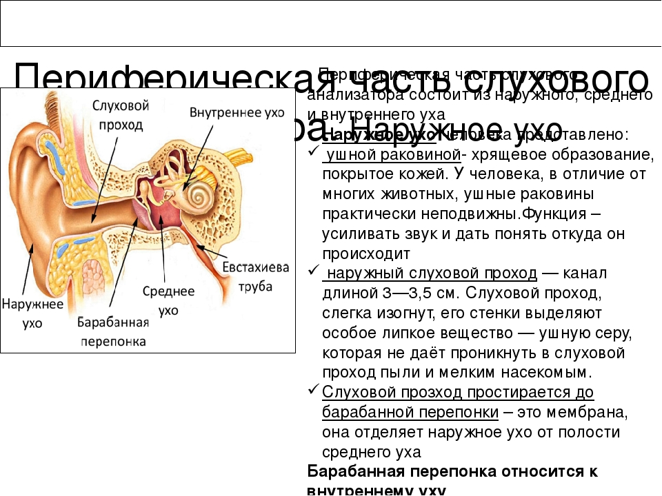Барабанная перепонка находится на границе между. Барабанная перепонка отделяет наружное ухо от. Барабанная перепонка строение уха человека. Ухо человека барабанная перепонка. Наружный слуховой проход барабанная перепонка.