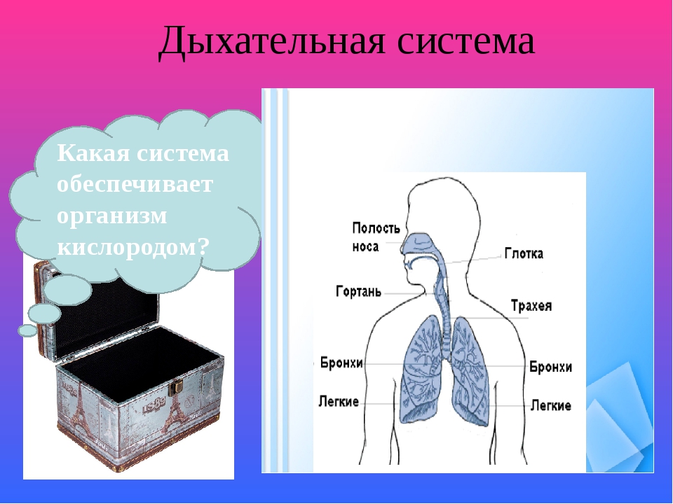 Дыхание и память читать. Дыхательная система человека окружающий мир. Дыхательная система человека 3 класс. Система дыхания человека 3 класс. Информация про дыхательную систему.