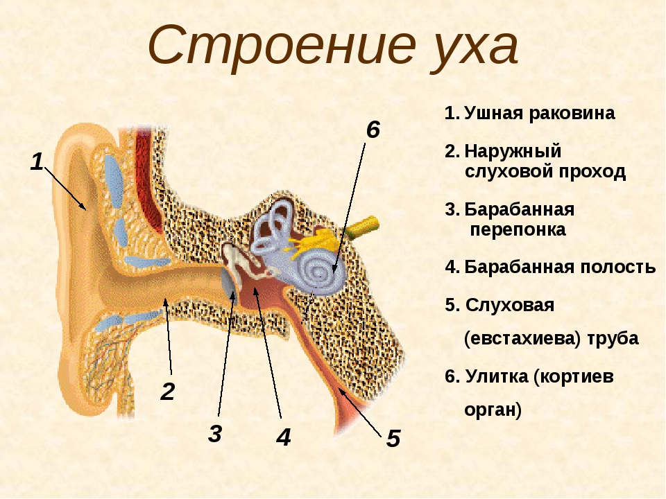 Строение уха человека описание. Ушная раковина анатомия строение уха. Наружное ухо строение анатомия. Строение наружного уха анатомия. Строение ушной раковины человека анатомия.