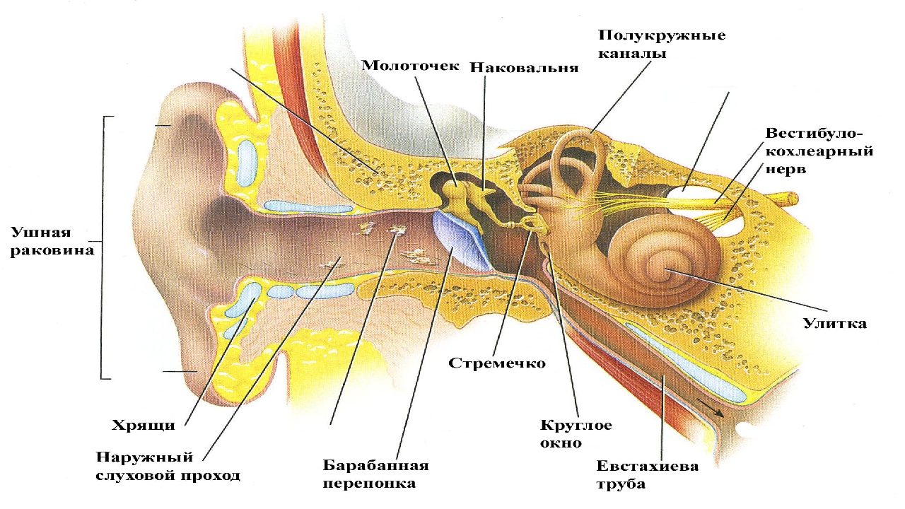 У каких животных есть ушная раковина. Строение слухового анализатора наружное. Строение строение слухового анализатора. Структура слухового анализатора анатомия. Слуховой анализатор внешнее ухо.
