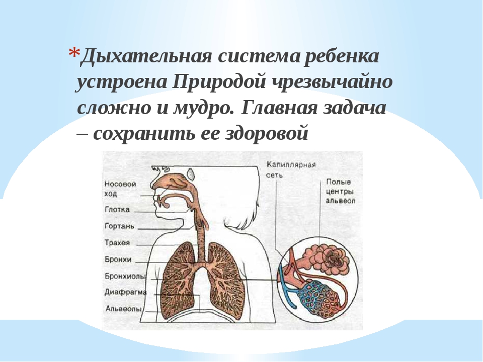 Общее дыхание. Афо дыхательной системы схема. Дыхательная система ребенка. Органы дыхательной системы у детей. Строение органов дыхания у детей.