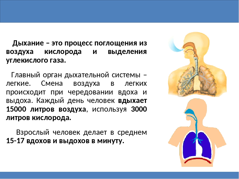 Определение дыхания картинки