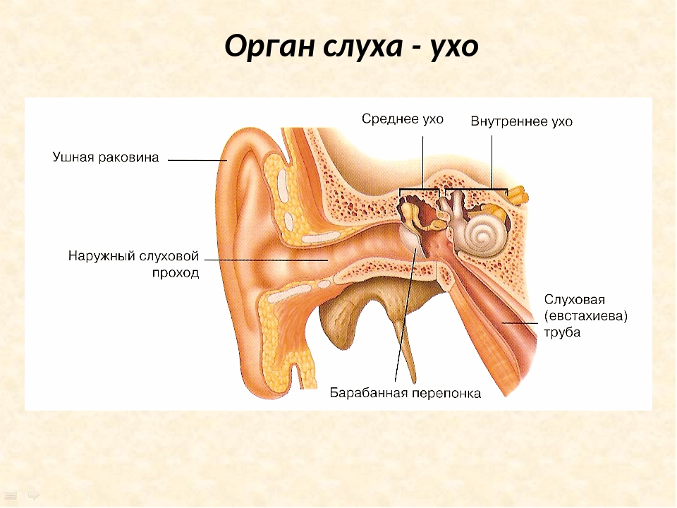 К органу слуха относят