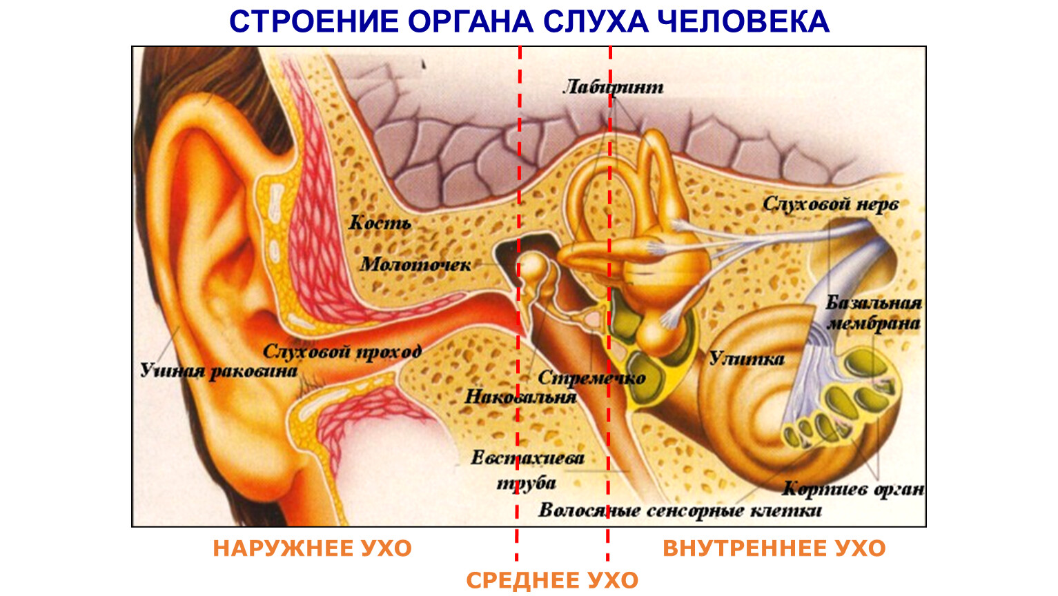 Нервы органа слуха. Евстахиева труба анализатор. Анатомия внутреннего уха человека. Строение строение уха строение уха человека. Анатомия ушной раковины внутри.