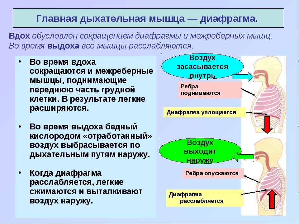 Последовательность поступления воздуха в организм