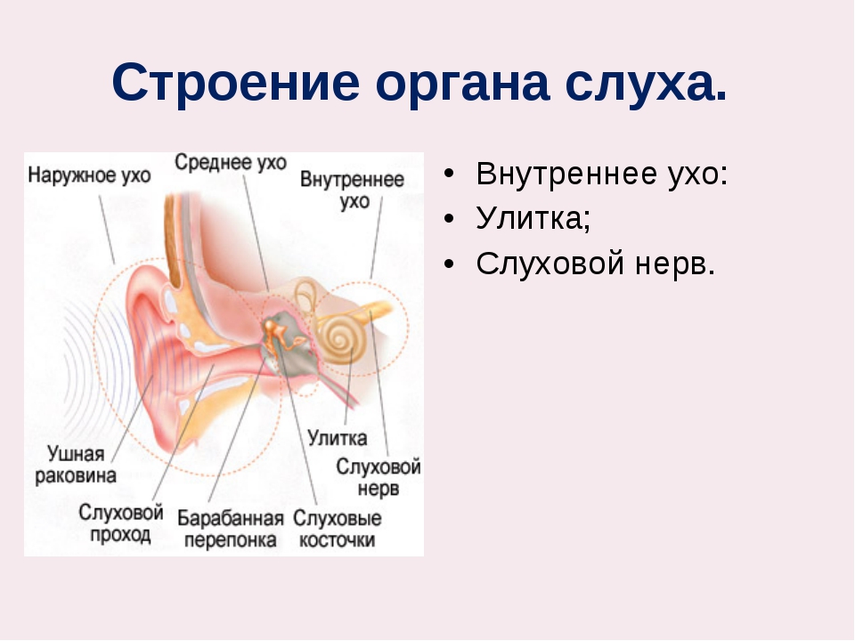 Презентация на тему слух