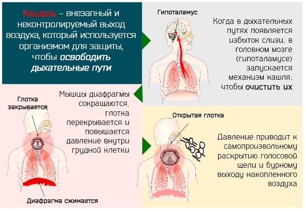 Алтей. Лечебные свойства и рецепты применения травы, корня, сиропа. Противопоказания