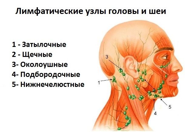 Лимфоузлы подчелюстные расположение схема у взрослых