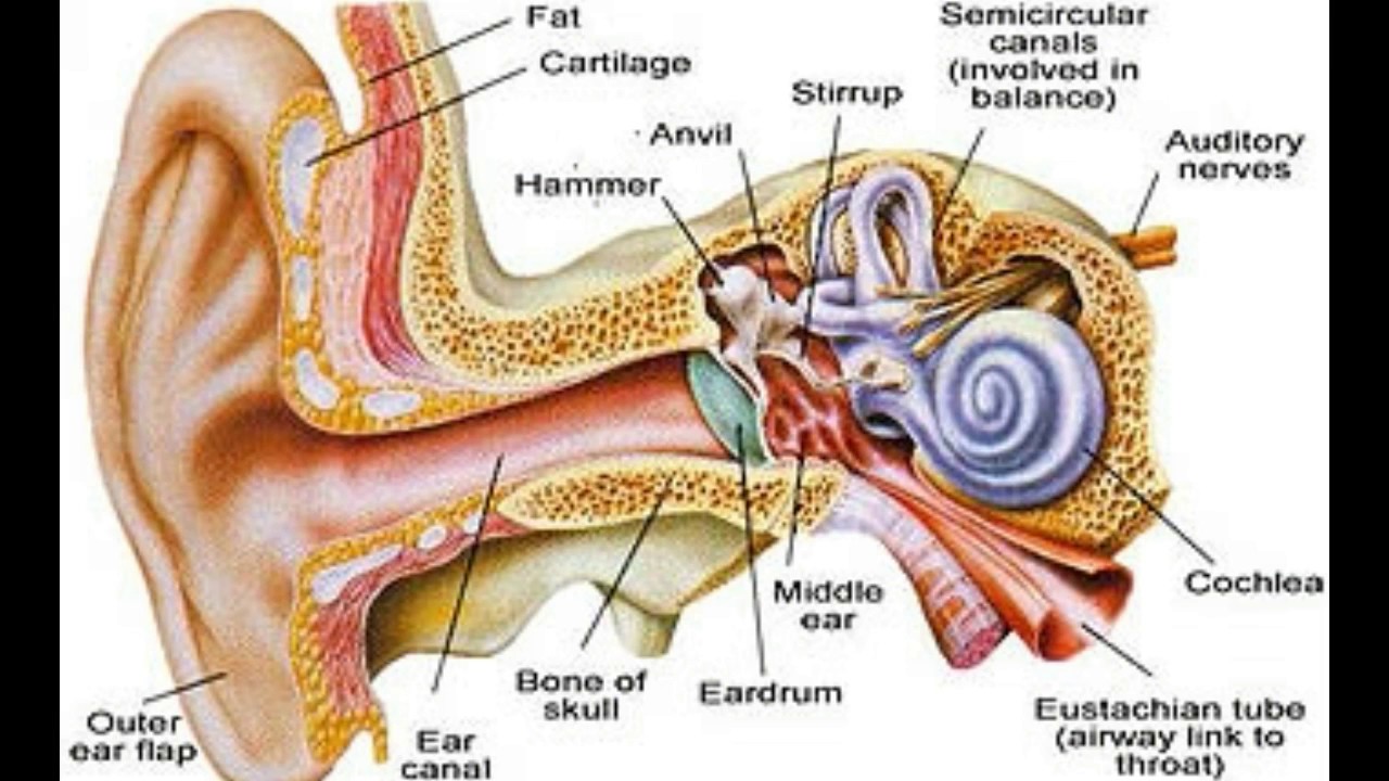 Жужжание в ухе. Строение внутреннего уха. Ухо изнутри строение.