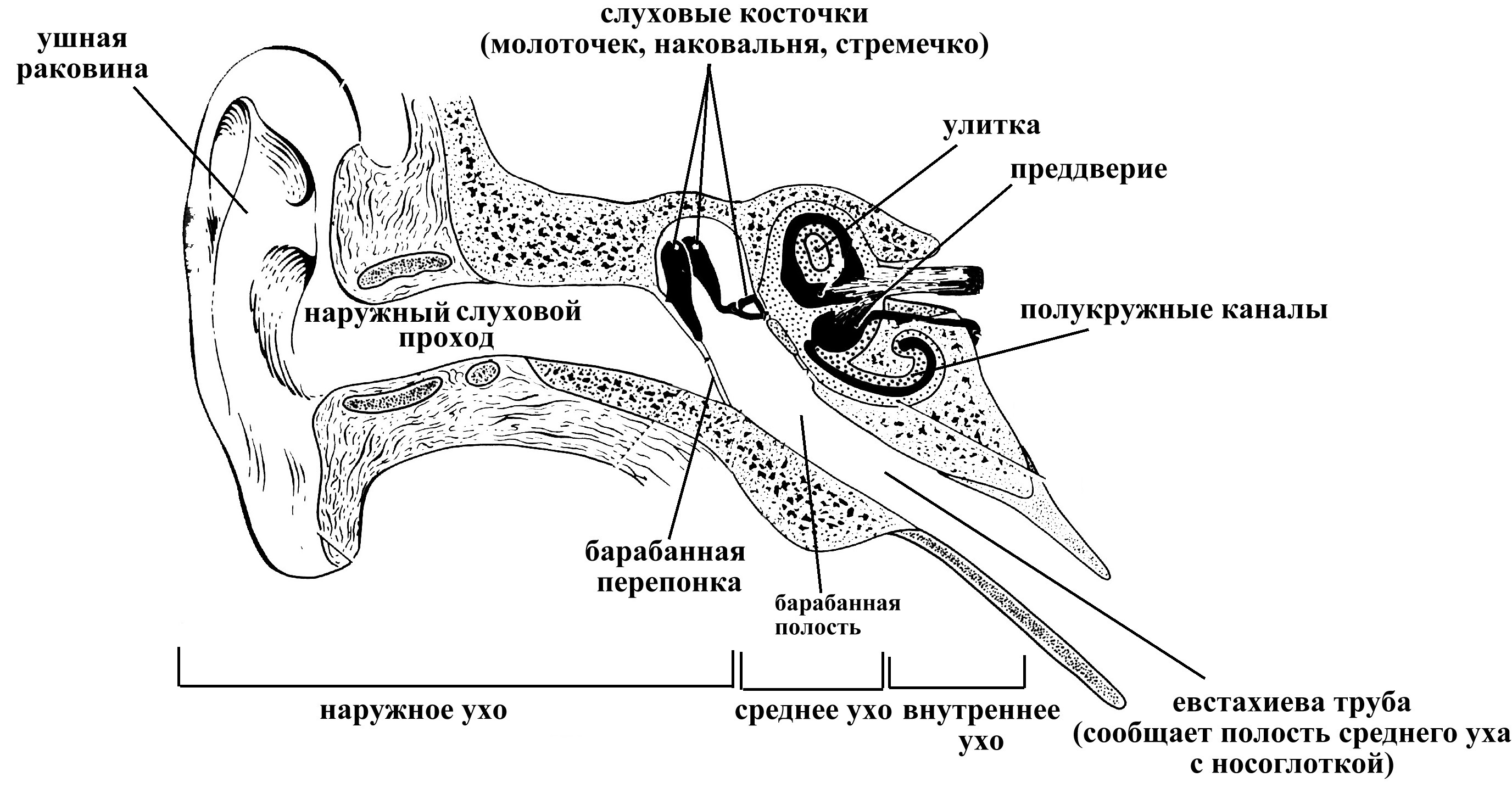 Анатомия уха человека в картинках