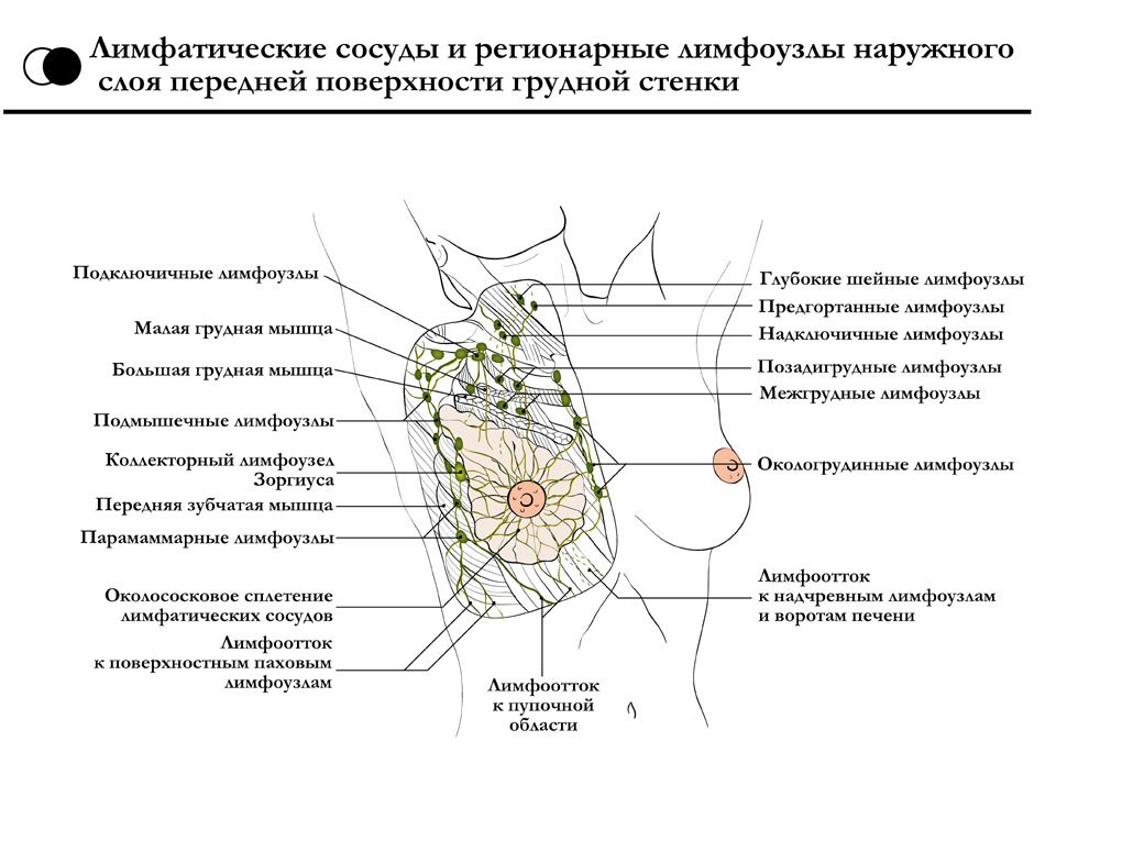 Надключичные лимфоузлы