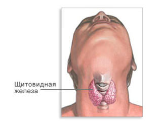 где находиться щитовидная железа