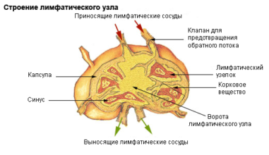 строение лимфоузлов