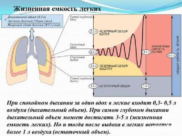 Механизм дыхания у здорового человека