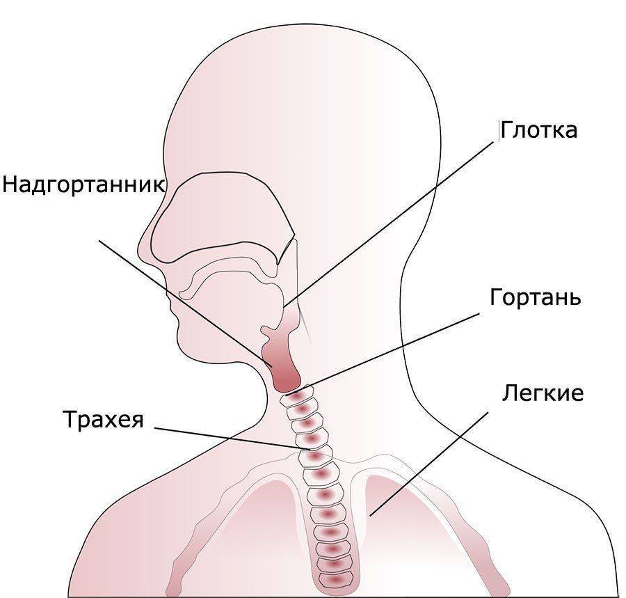 Пищевод и трахея расположение фото