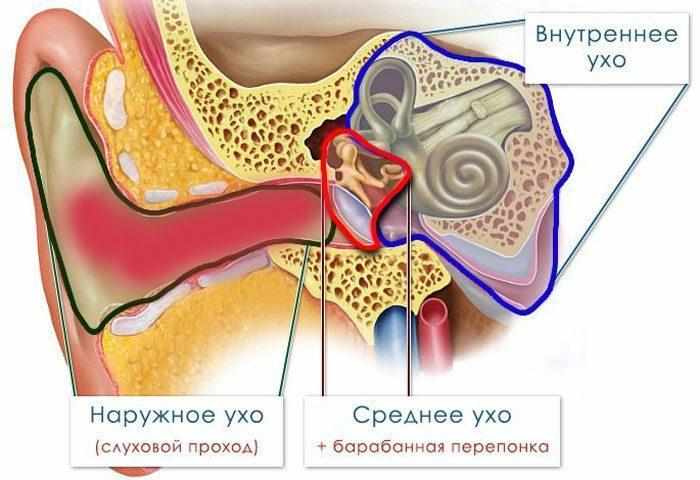 Внутреннее ухо 8. Воспаление внутреннего уха. Внутреннее ухо.