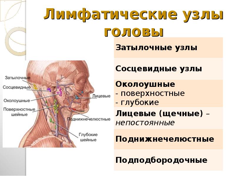 Расположение лимфоузлов на шее человека схема в картинках у мужчин