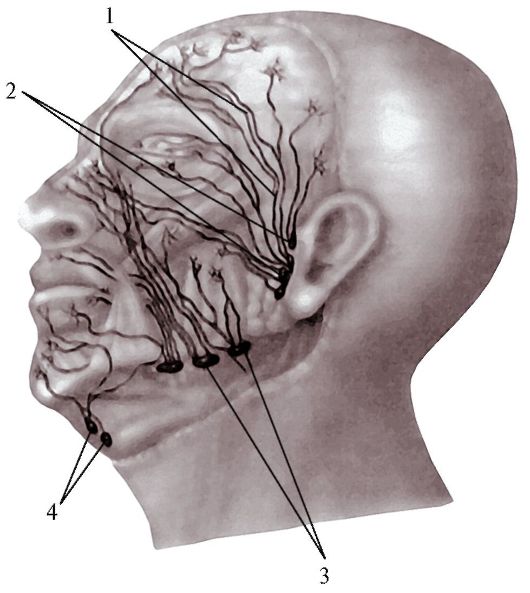 Лимфатические узлы головы