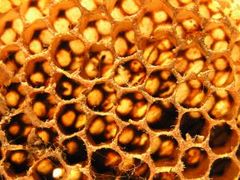 Ароматная аптечка пчелиной семьи