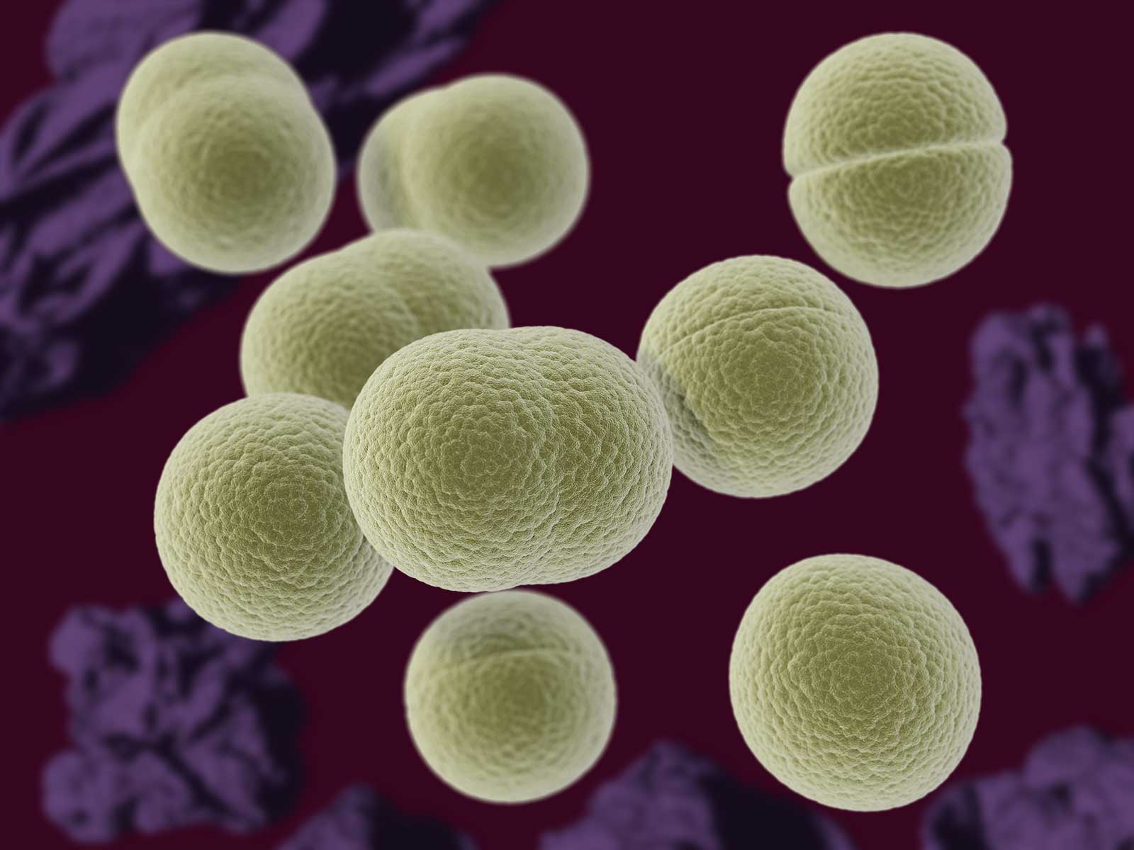 Бактерии staphylococcus aureus. Стафилококк ауреус микроскоп. Стрептококк ауреус. Стафилококк ауреус под микроскопом. Стафилококк ауреус микробиология.