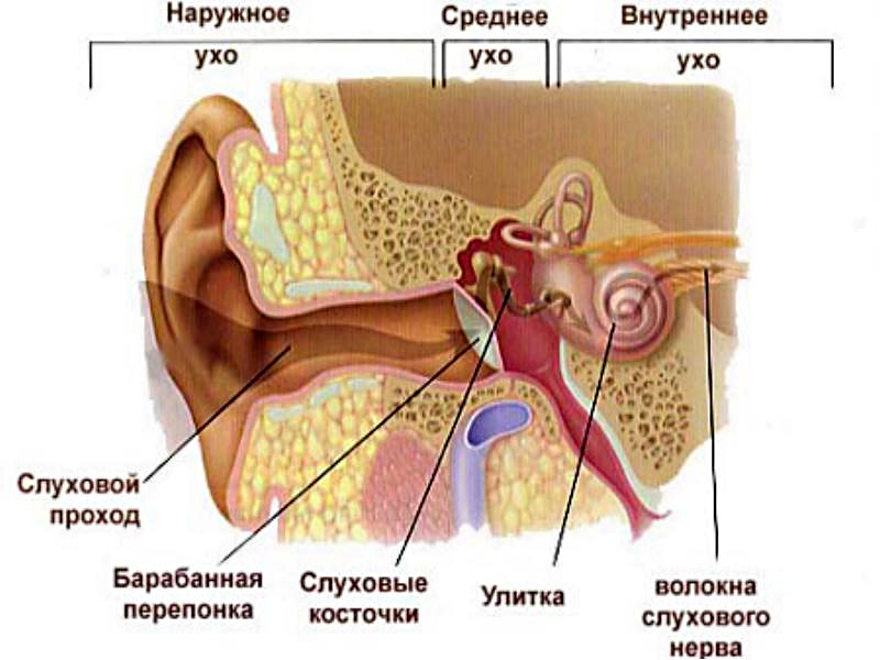 Шум, звон, щелкает в ушах и резкое снижение слуха - все причины