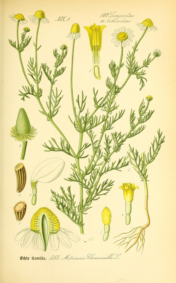 Matricaria chamomilla. Flora von Deutschland, Österreich und der Schweiz, 1885. Alchemilla vulgaris