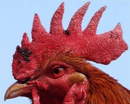 птичий грипп симптомы у кур