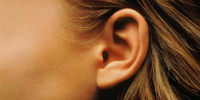 анатомия ушей