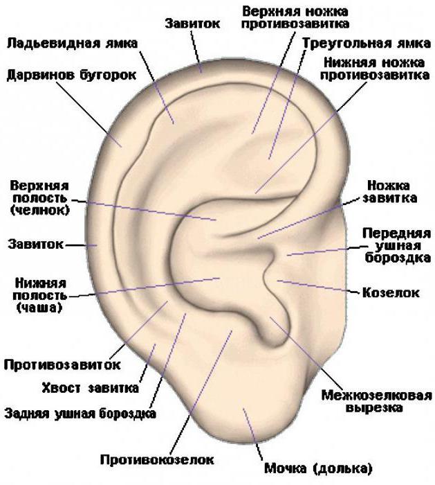 анатомия наружного уха