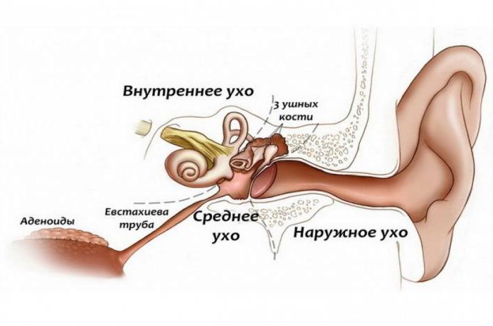 анатомия уха человека