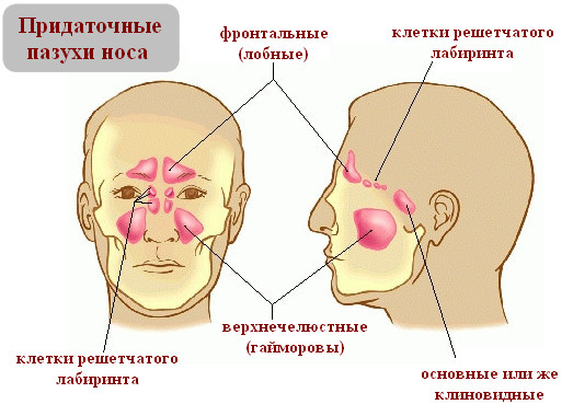 Расположение придаточных пазух носа